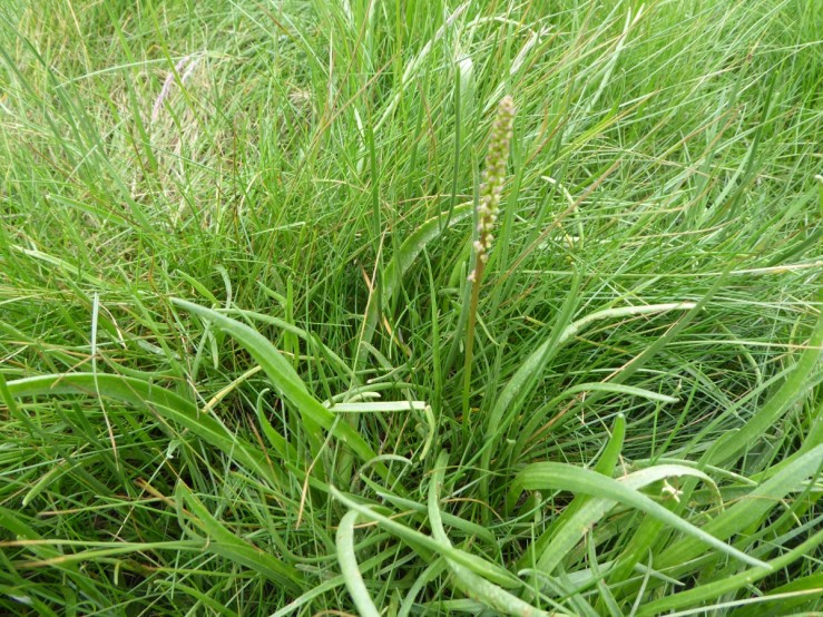 seaarrowgrass