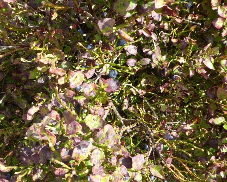 Bilberry, Bilberry (Vaccinum myrtilis)