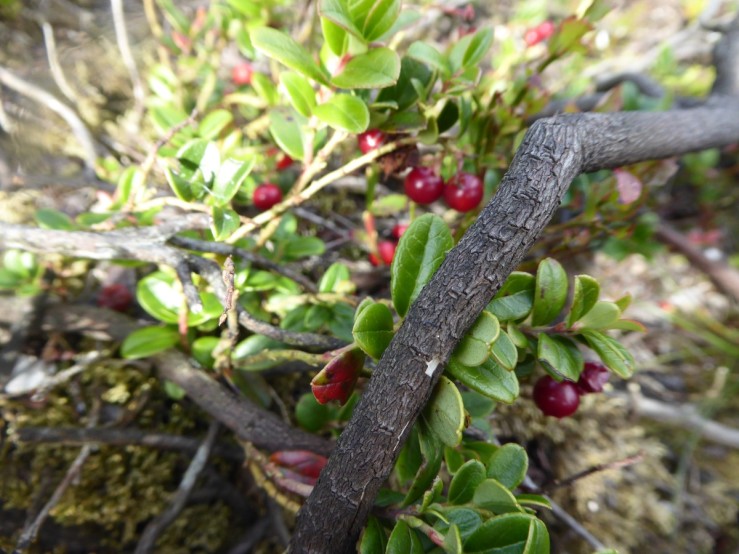 Cowberry (Vaccinium vitsi-idaea)