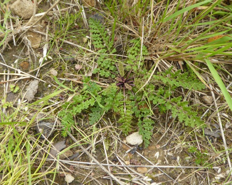 Marsh Lousewort (Pedicularis palustris),