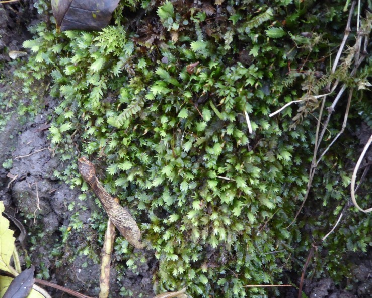 Pocket moss (Fissidens sp)