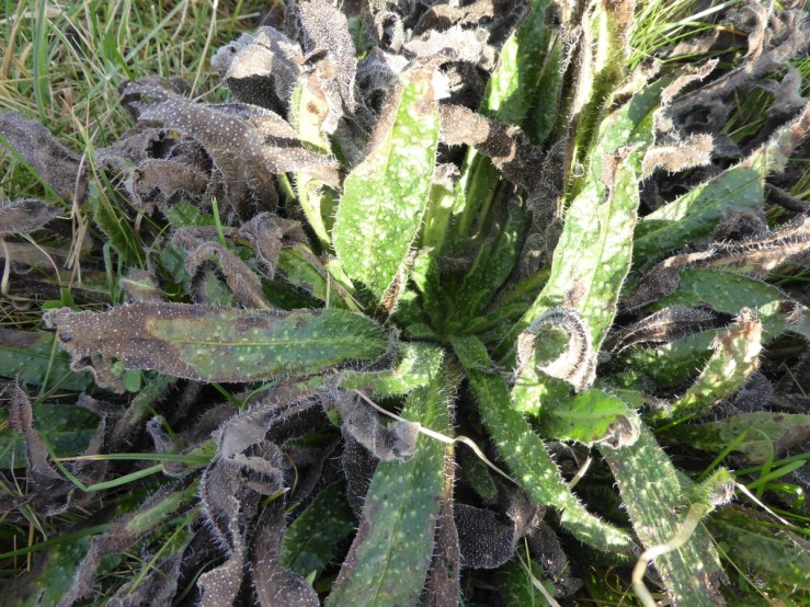 bristly oxtongue