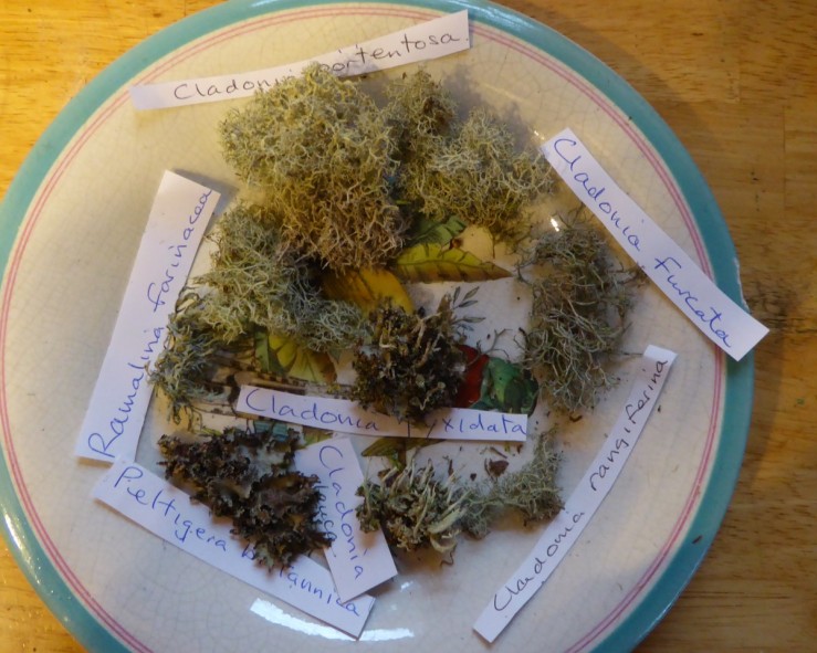 lichen plate