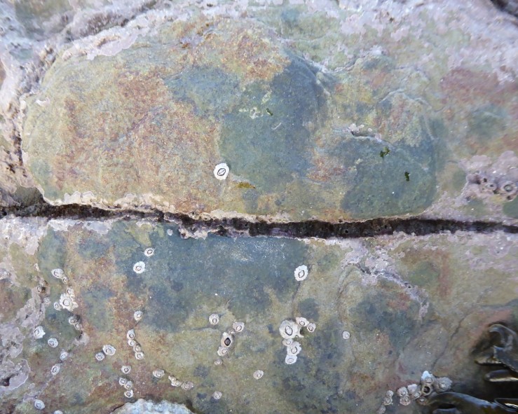 barnaclw lichen
