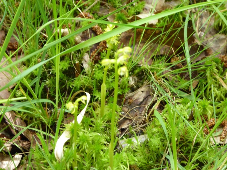 coral root orchid
