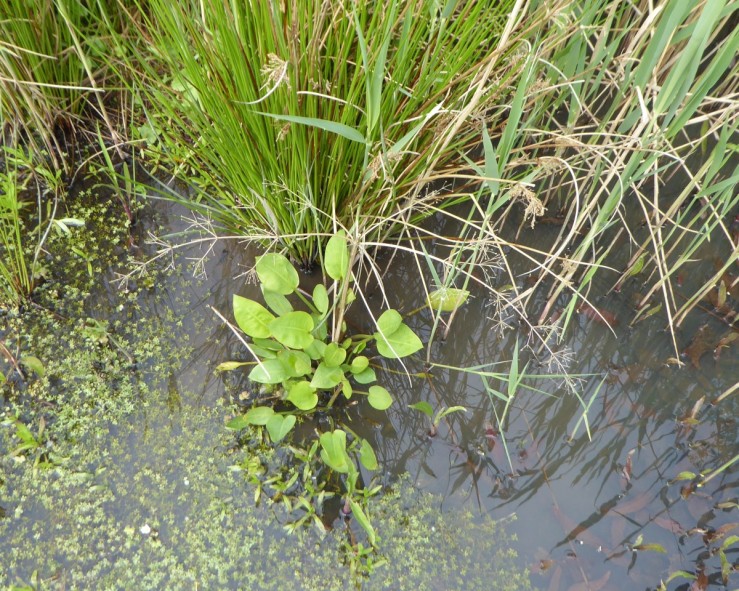 water plantain (Alisma plantago-aquatica)
