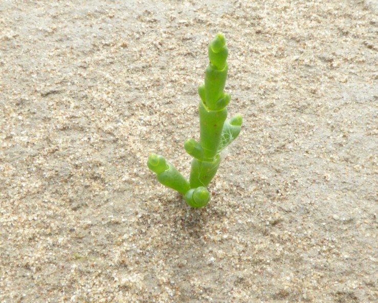 Marsh samphire(Salicornia europaea)