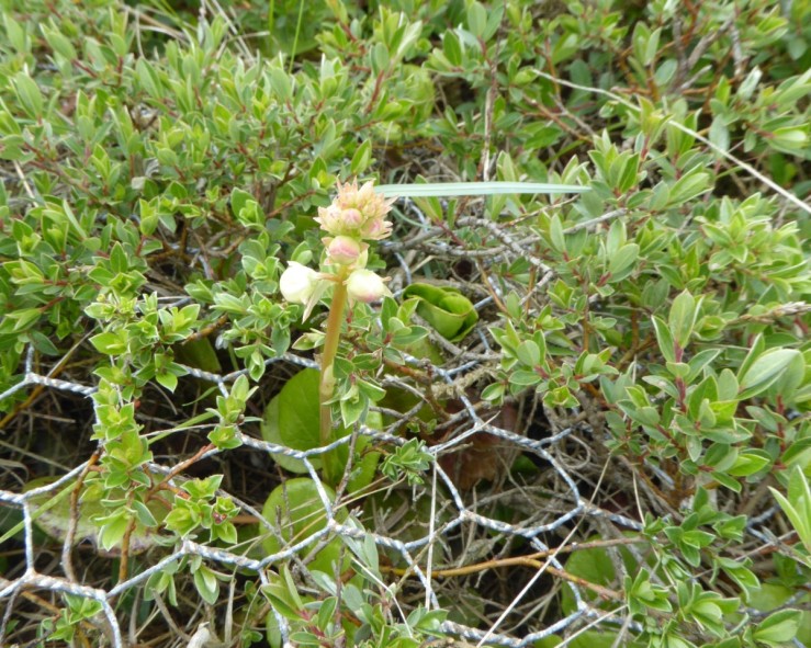 Round leaved wintergreen (Pyrola rotundifolia)