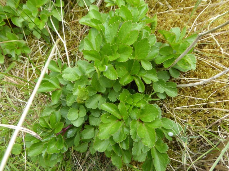 scots lovage