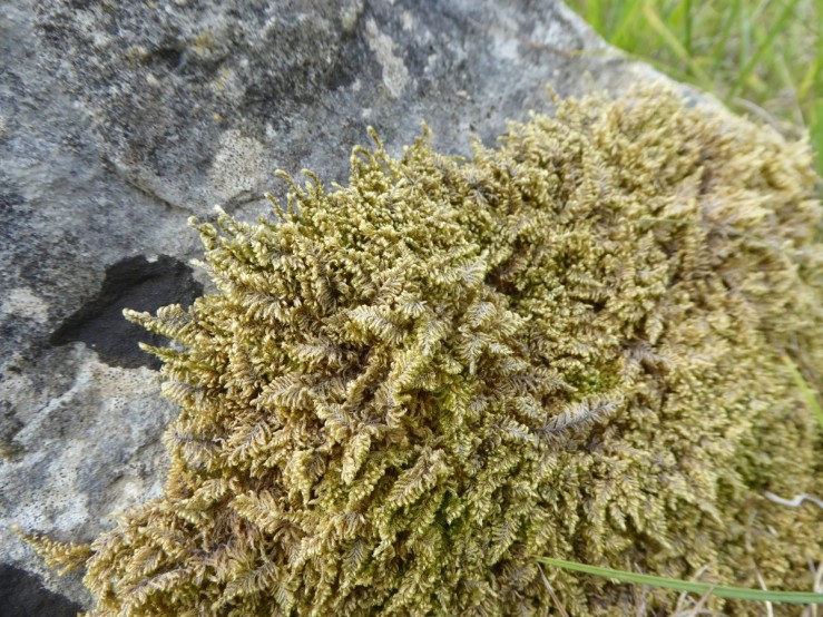 Comb moss