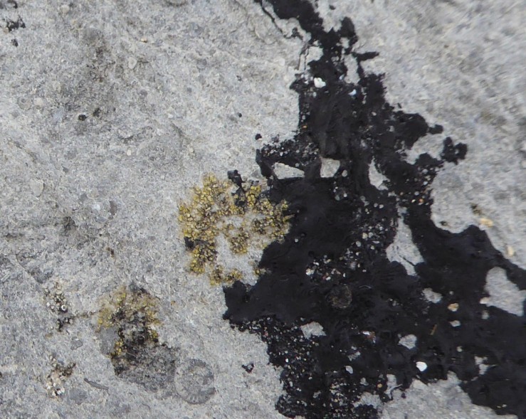 black lichen
