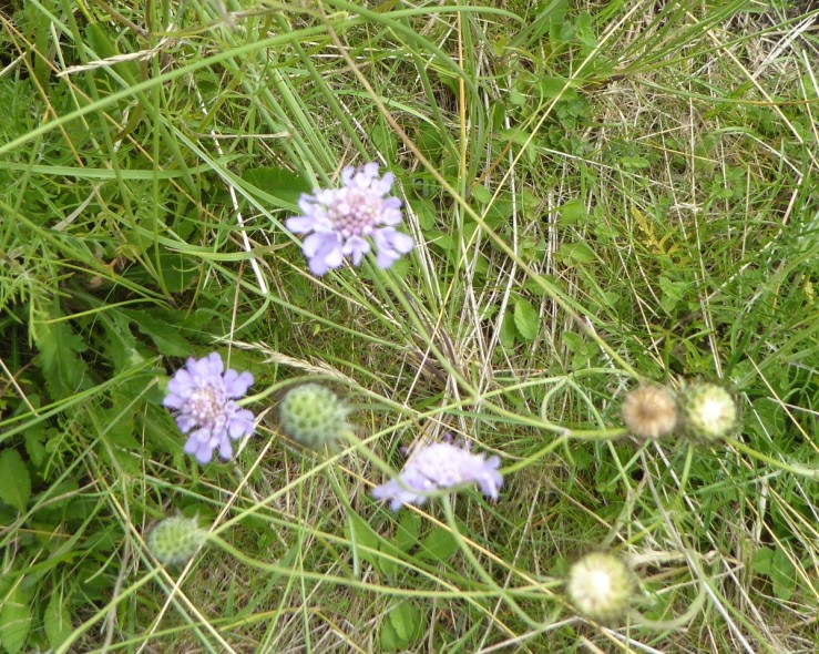 small scabious.JPG